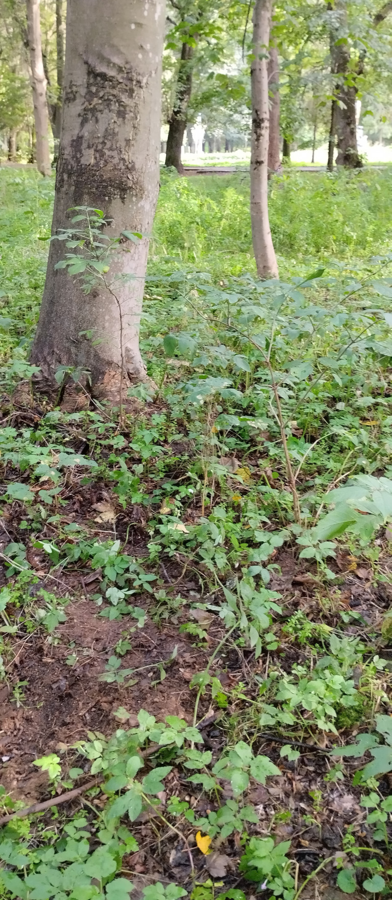 парки - Stryi