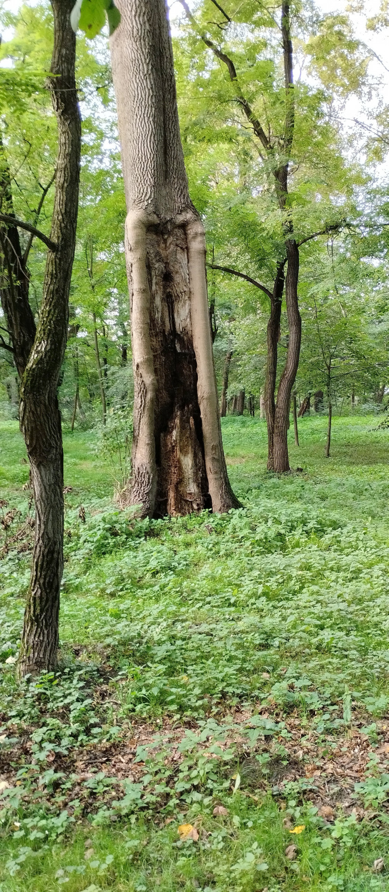 парки - Stryi