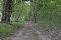 Садівські Дубини