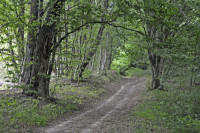 Садівські Дубини