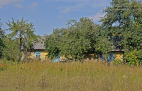 Садівські Дубини