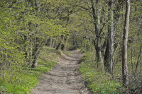 Садівські Дубини