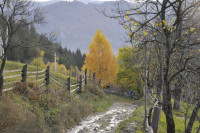 Білоберізка