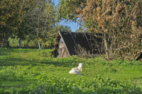 Несвіч