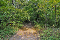 Садівські Дубини