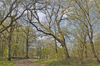 Садівські Дубини