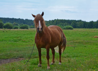 Стара Вижівка