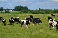 Старий Загорів