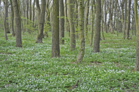 Садівські Дубини