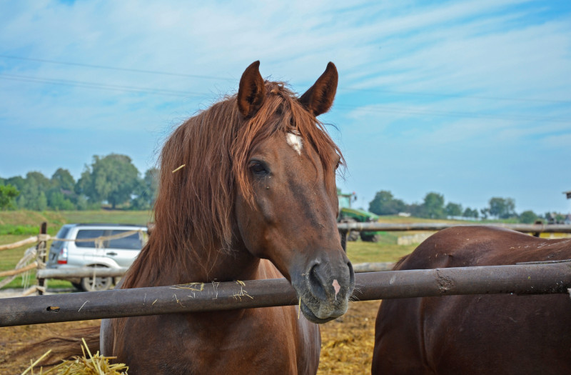 Загаї - Загаи