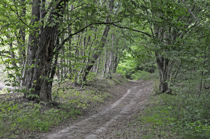 Садівські Дубини - Садівські Дубини