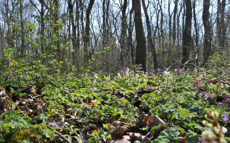 Лаврів - Лаврів