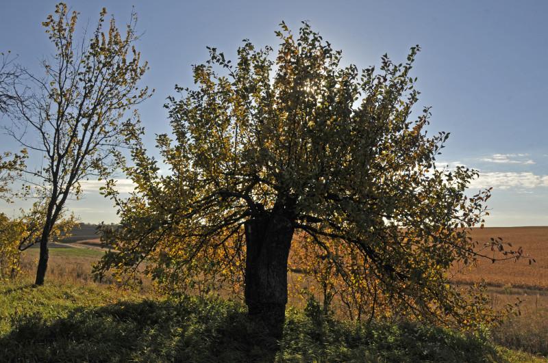 Несвіч - Несвіч