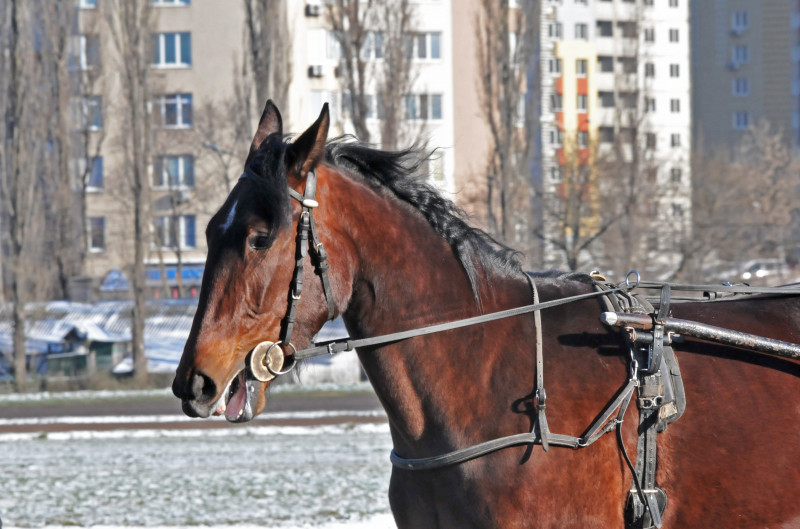 Київський іподром - Kyiv