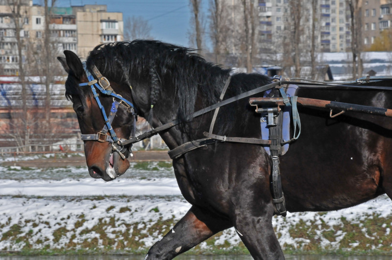 Київський іподром - Kyiv