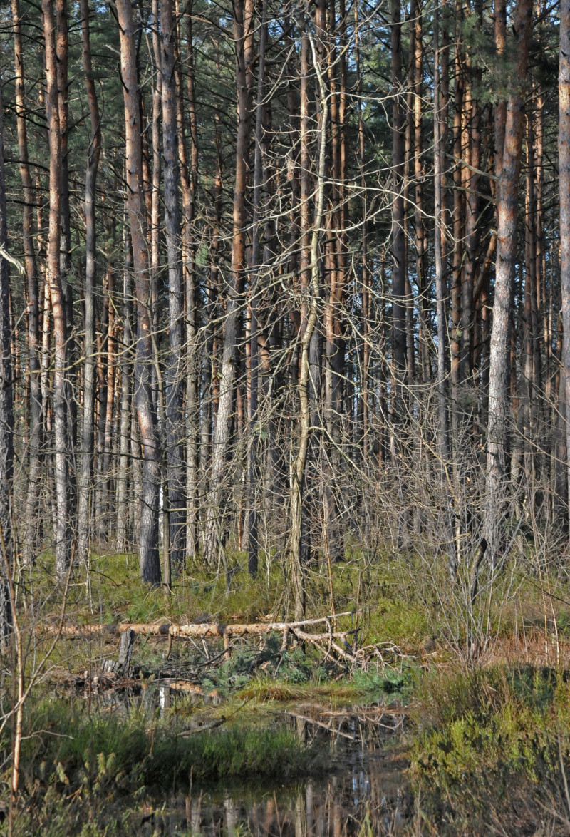 Буцинь - Буцин