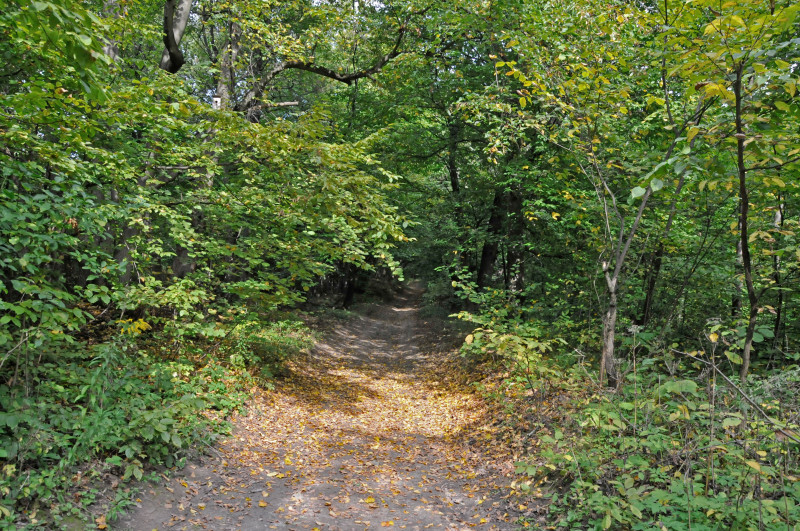 Садівські Дубини - Садівські Дубини