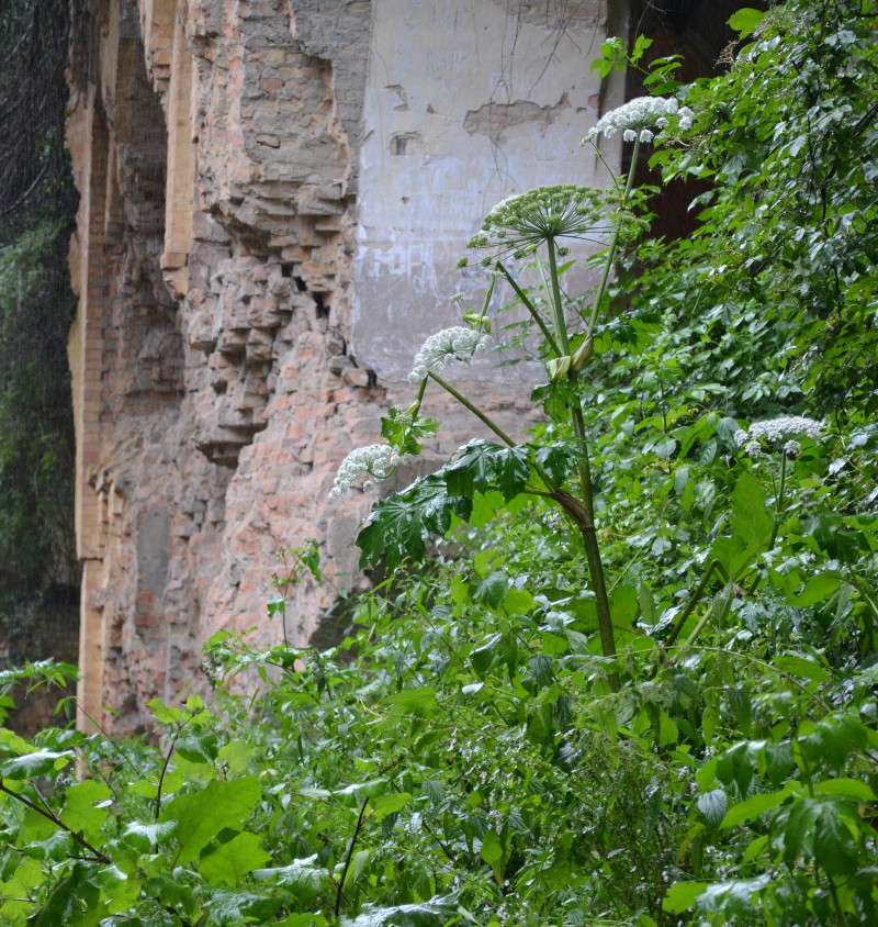 Тараканів - Тараканів