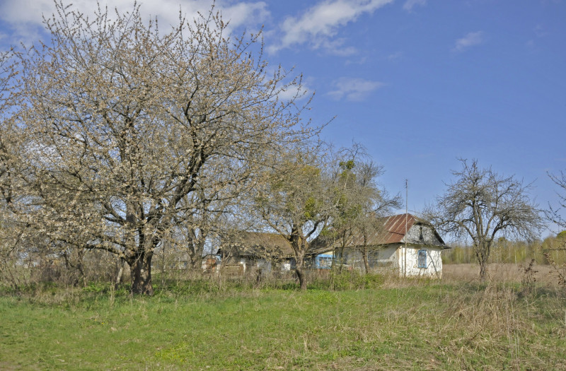 Садівські Дубини - Садівські Дубини