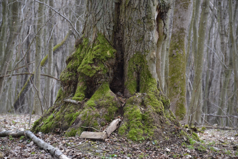 Садів - Садів