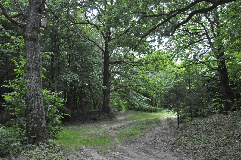 Садівські Дубини - Садівські Дубини