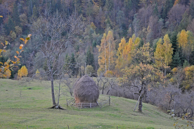 Білоберізка - Білоберізка
