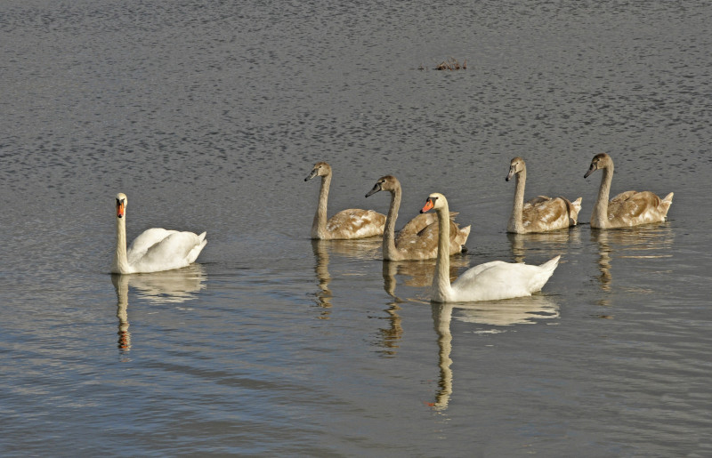 Несвіч - Несвіч
