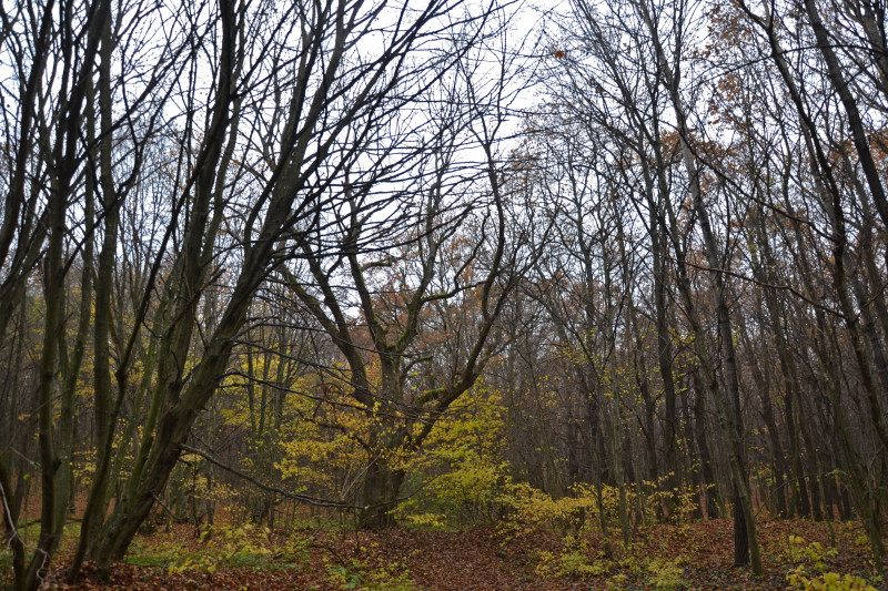 Садів - Садів