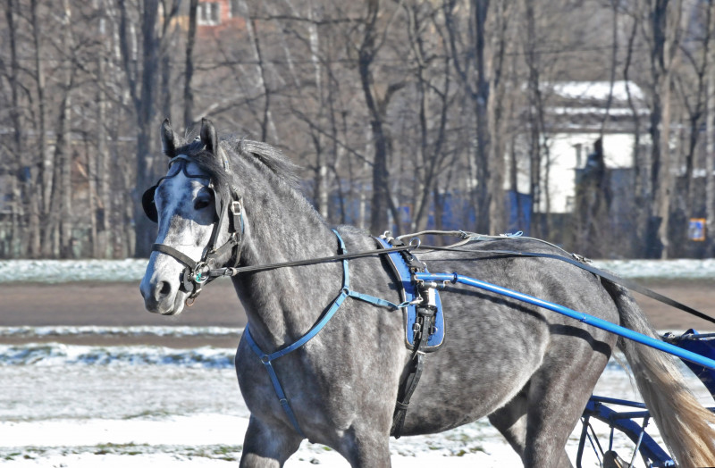 Київський іподром - Kyiv