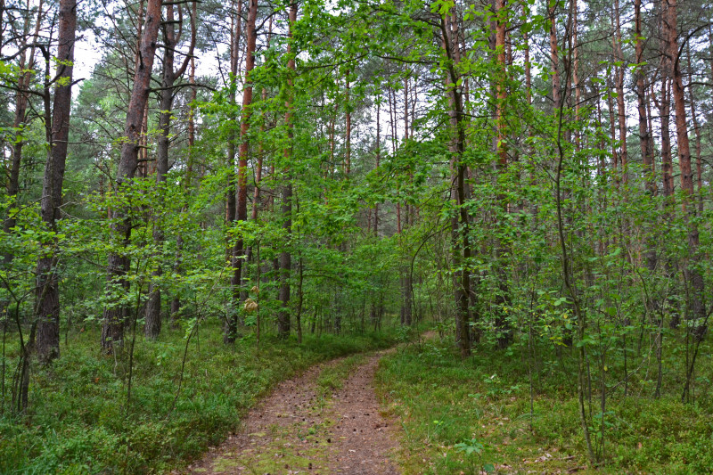 Буцинь - Буцин