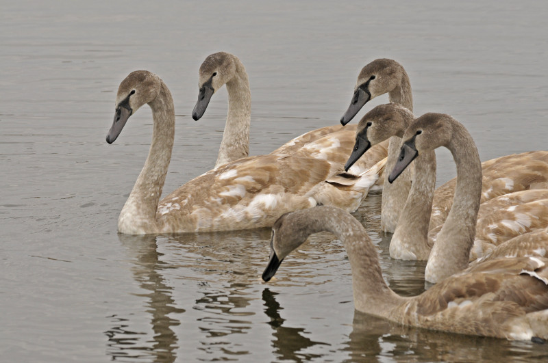 Несвіч - Несвіч