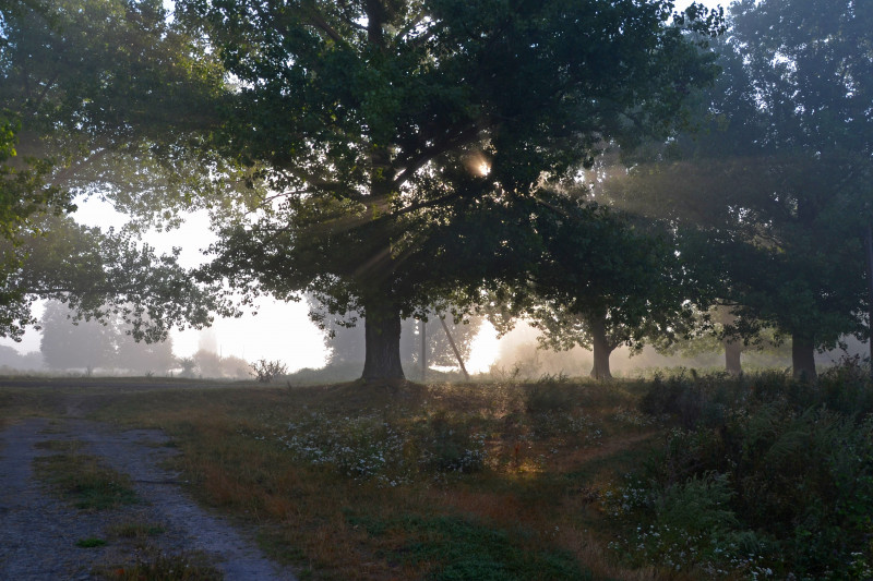 Коршів - Коршів