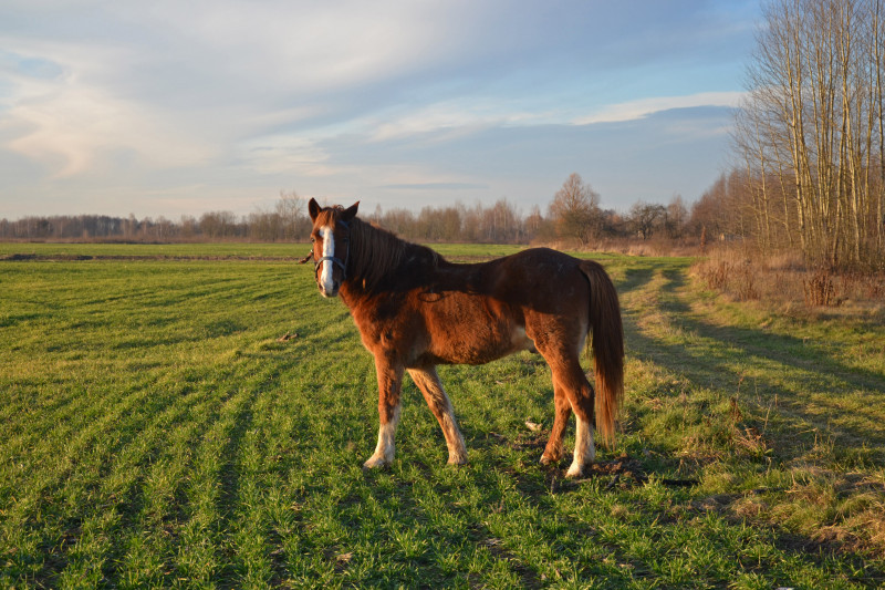 Конопелька - Конопелька