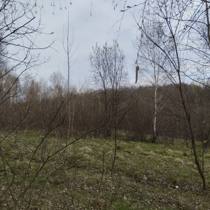 Ліс - Горішнє