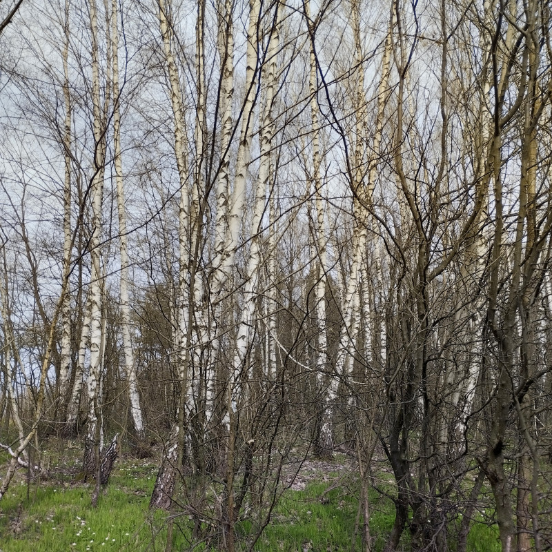 Ліс - Горішнє