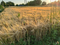 Природа Носівки