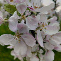 природні фантазії