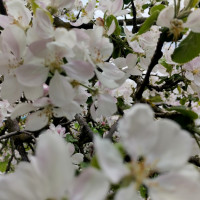 природні фантазії