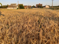 Природа Носівки