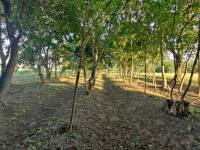 Природа Носівки