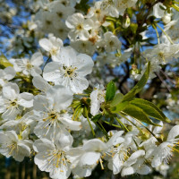 природні фантазії