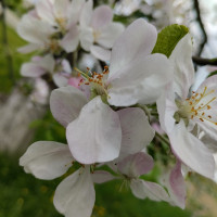 природні фантазії