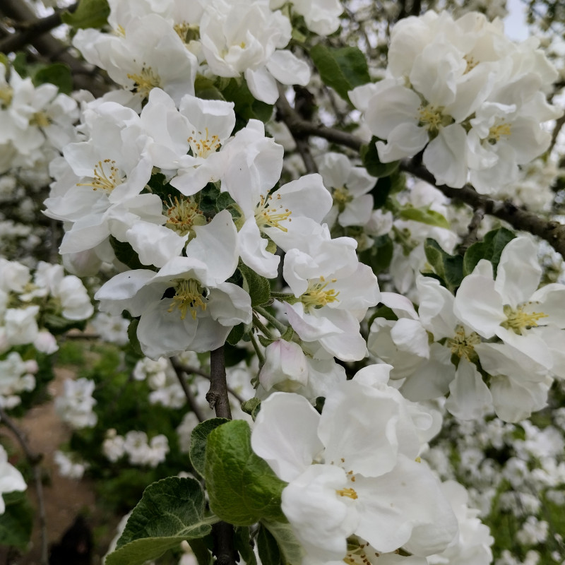 природні фантазії - Верхня Лукавиця