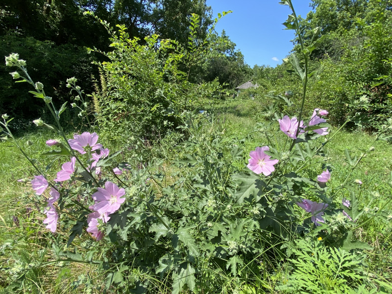 Наші фото - Манжелия