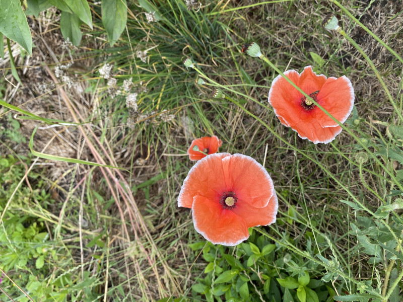 Наші фото - Манжелия