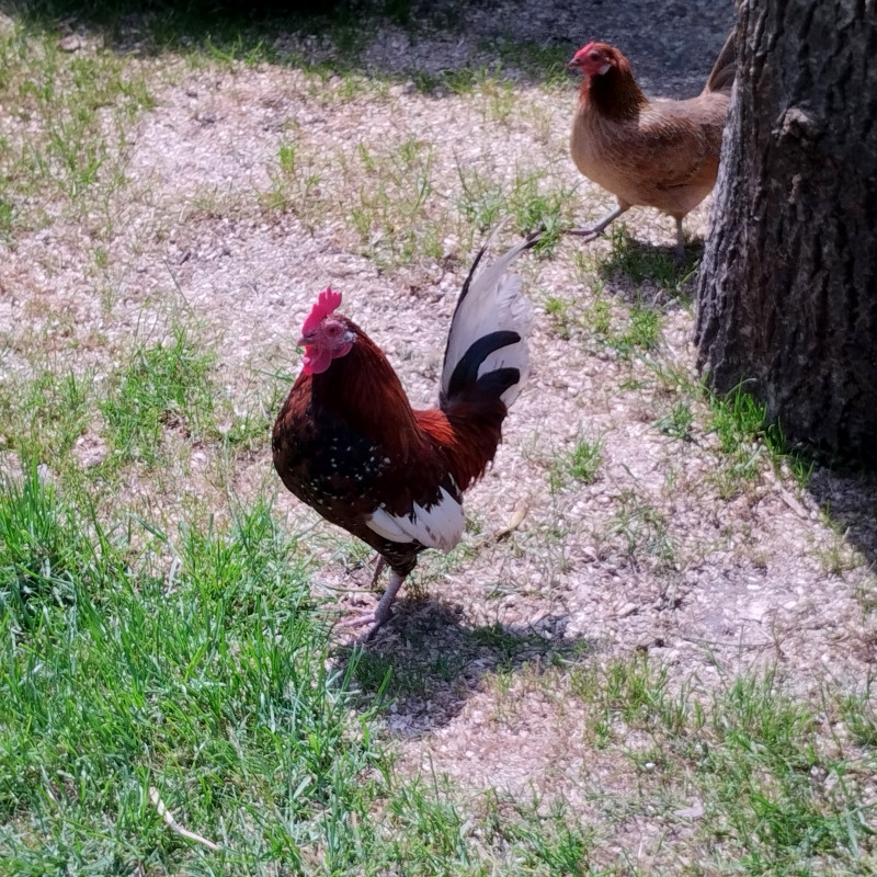 зоосвіт 2 - Держів