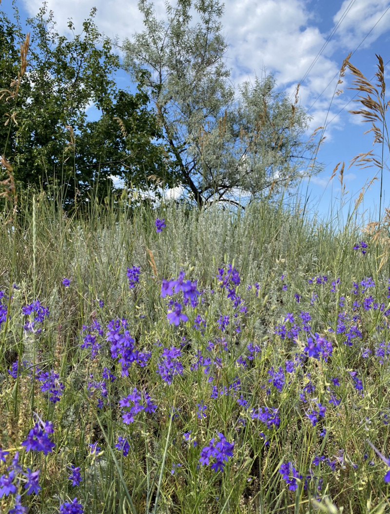 Наші фото - Манжелія