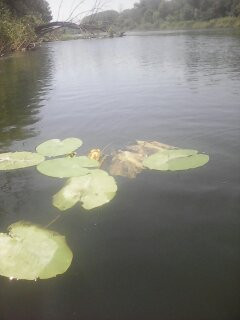 Весела Гора з panoramio.com - Весела Гора