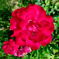 природні фантазії