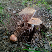 Грибний сезон